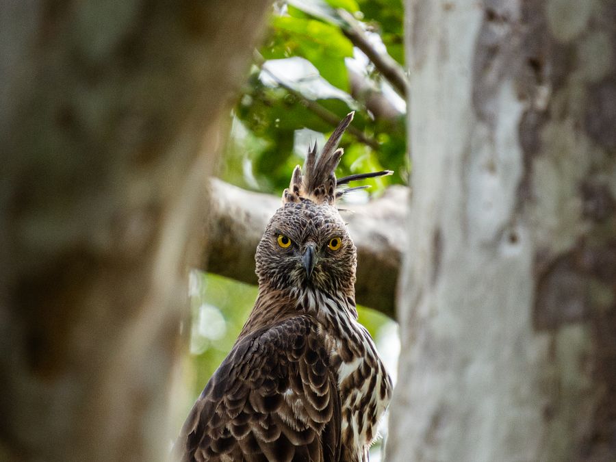 A crested hawk-eagle perched on a branch in Sri Lankan forest