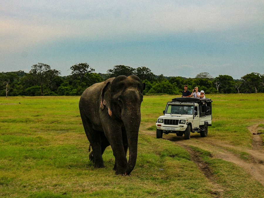 A wild elephant beside a safari jeep track in a Sri Lankan national park