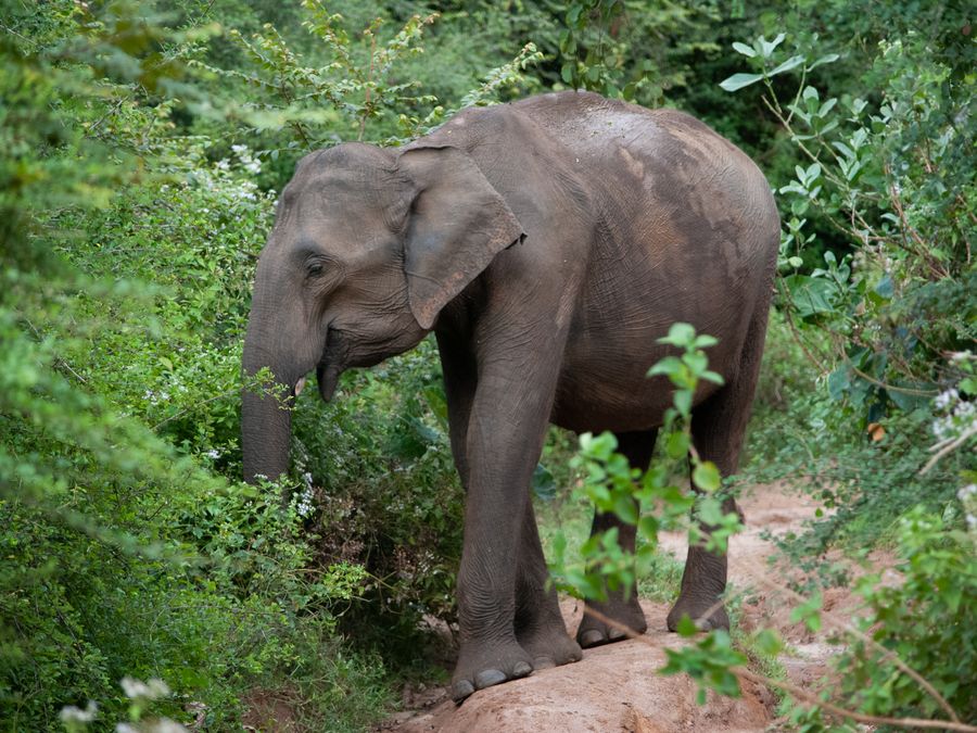 A Sri Lankan elephant grazing in open scrub at Udawalawe National Park