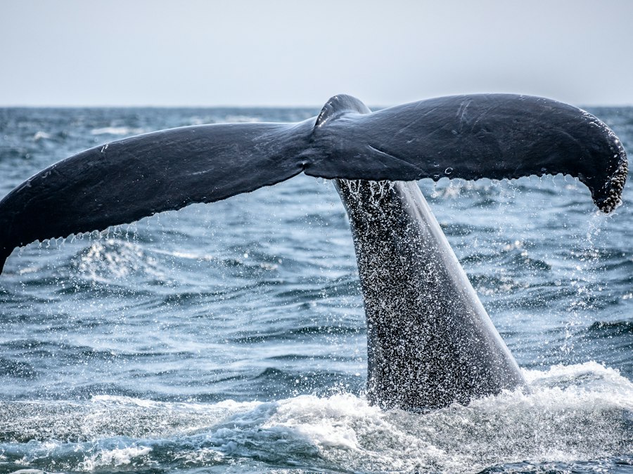 A whale's tail breaking the surface of the open sea off Sri Lanka