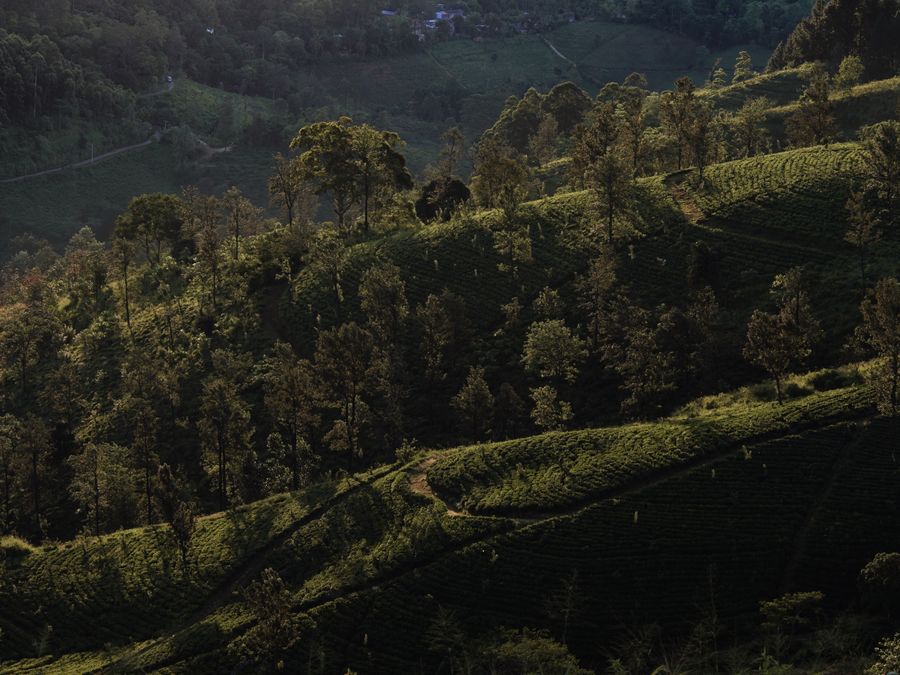 Tea bushes covering a steep mountainside above a reservoir near Hatton