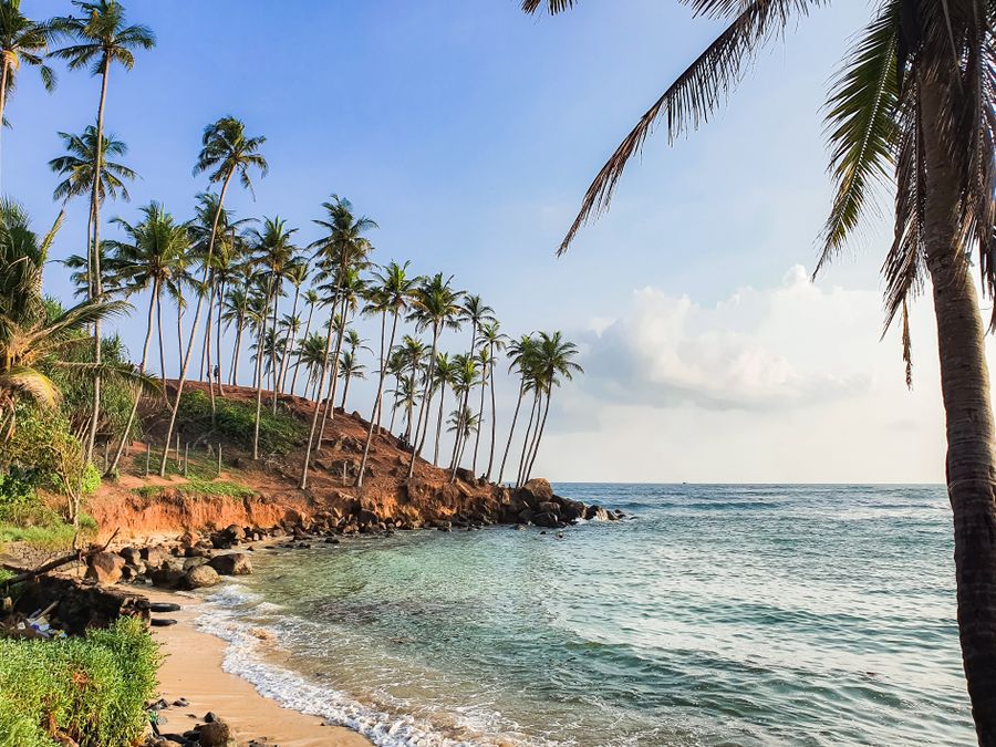 Coconut palms leaning over turquoise water on the coastline at Mirissa