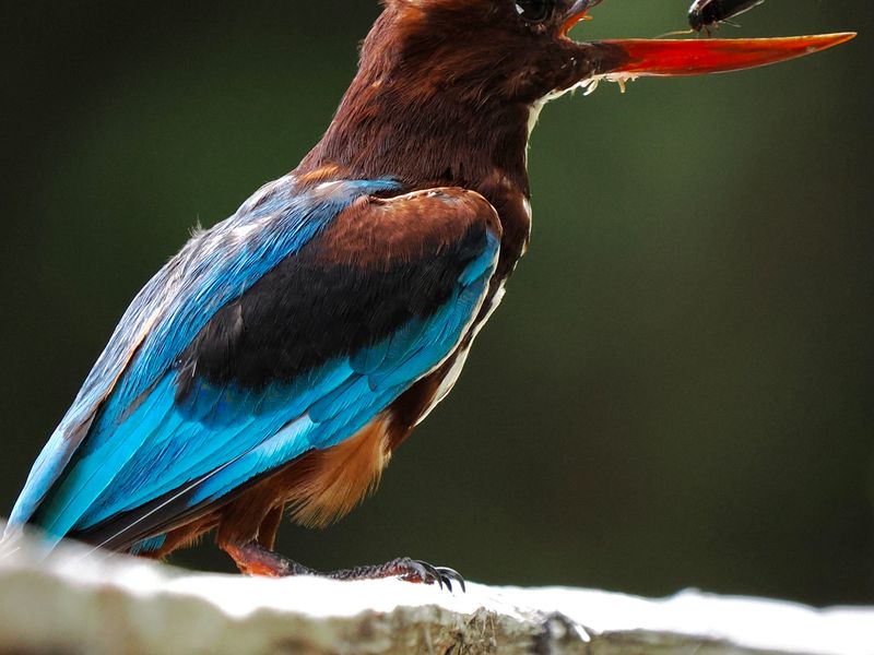 A brightly coloured kingfisher perched on a branch in Sri Lanka.