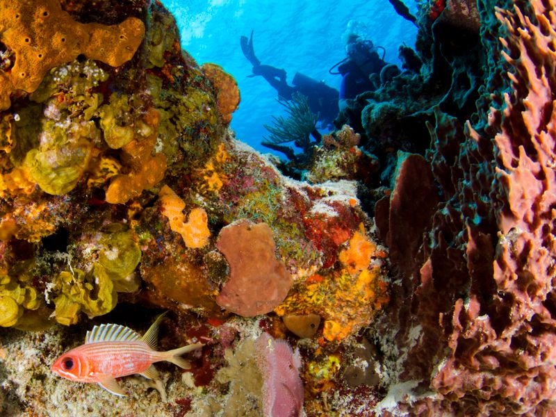 Scuba divers swimming above a colourful coral reef.