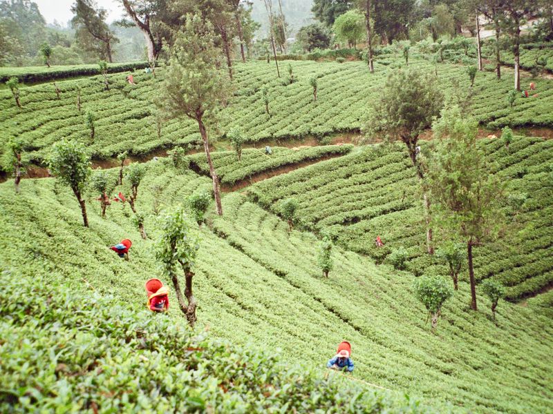 Workers picking leaves across the terraced green slopes of a Sri Lankan tea plantation.