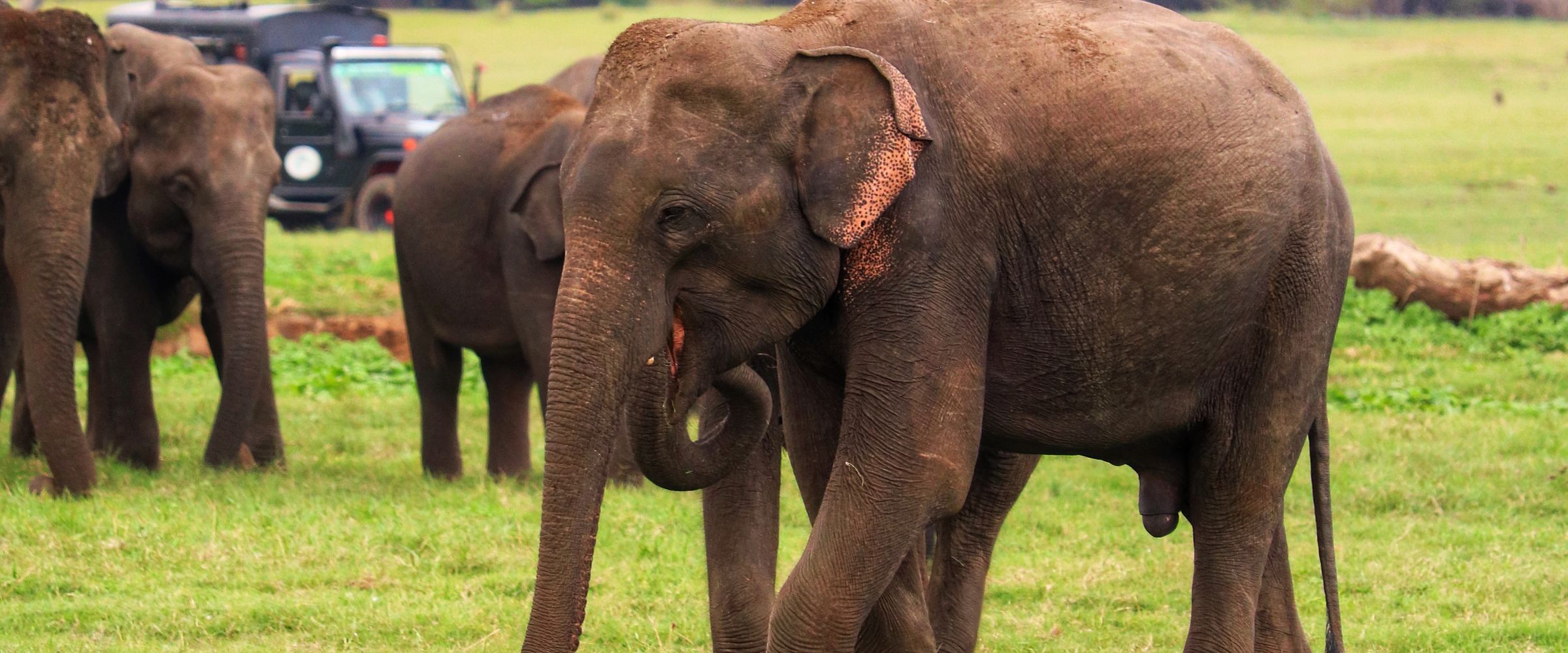 A herd of wild elephants grazing across open grassland in Sri Lanka at golden hour.