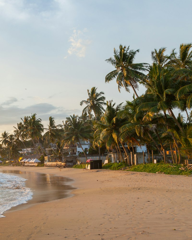 A family walking together along a palm-lined tropical beach