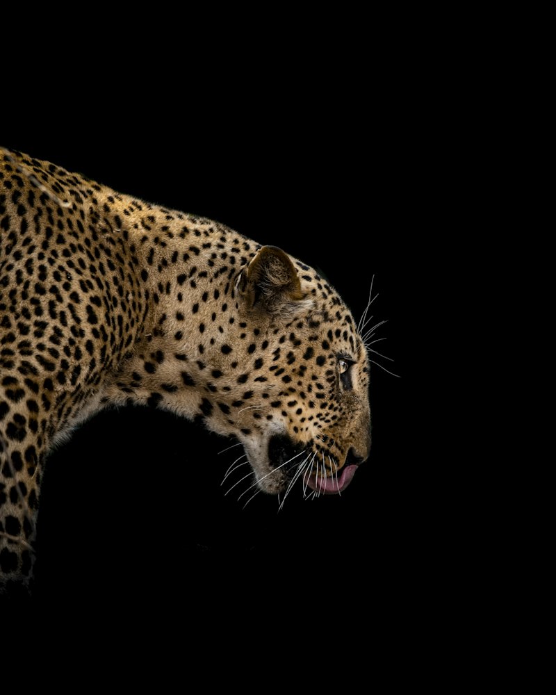 A wild leopard resting on a tree branch in a Sri Lankan national park