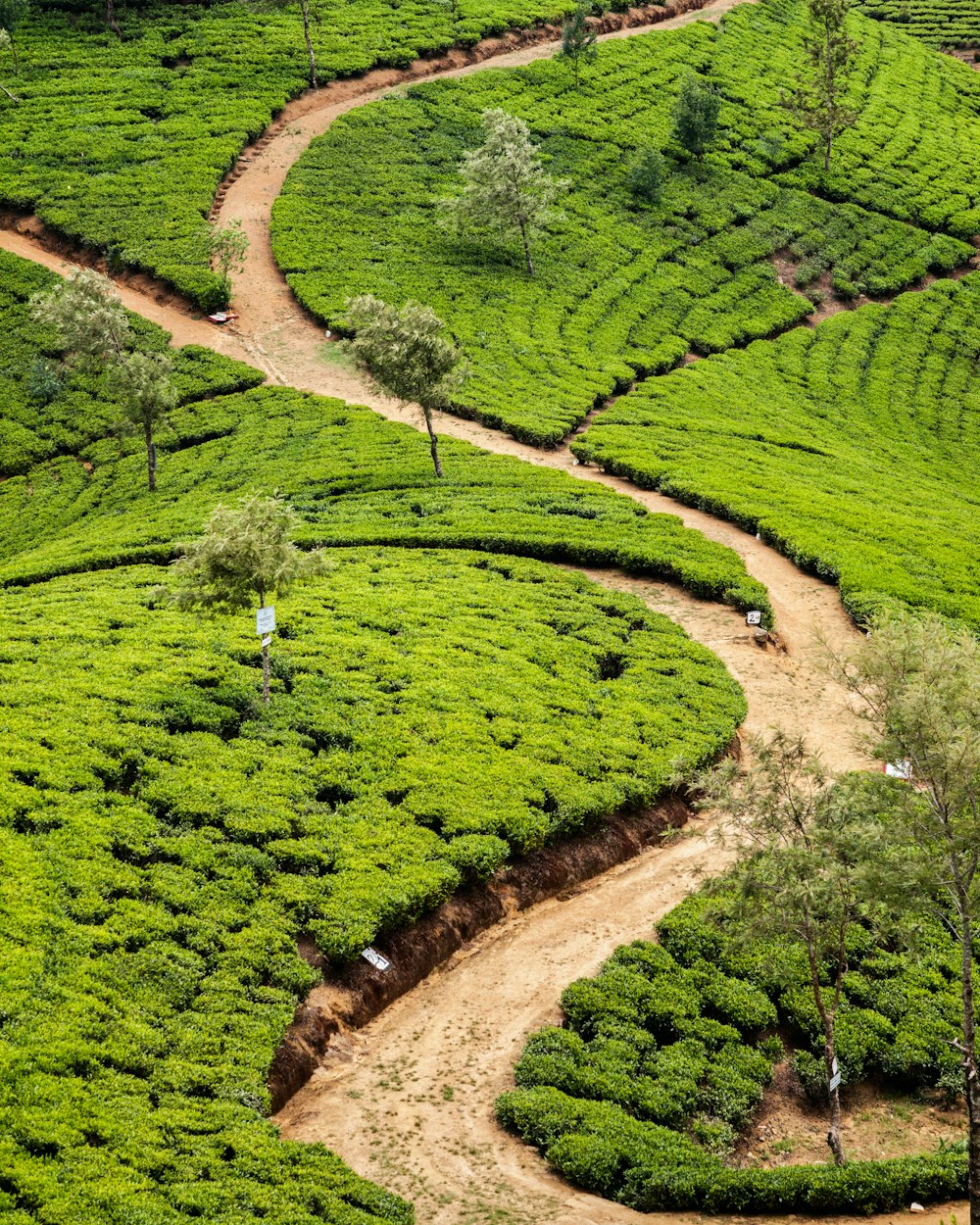 A road curving through Sri Lankan hill country with tea slopes on either side