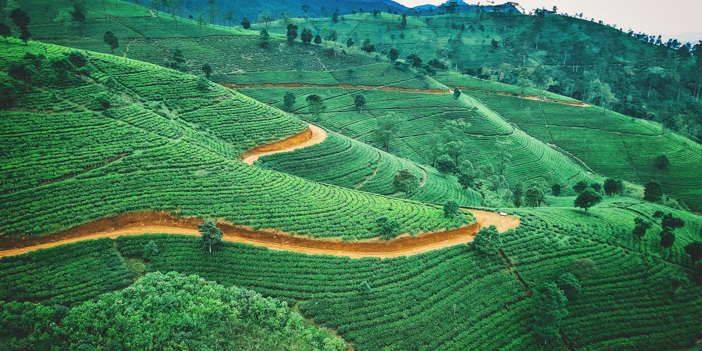 A quiet road winding through tea country in the Sri Lankan hill country